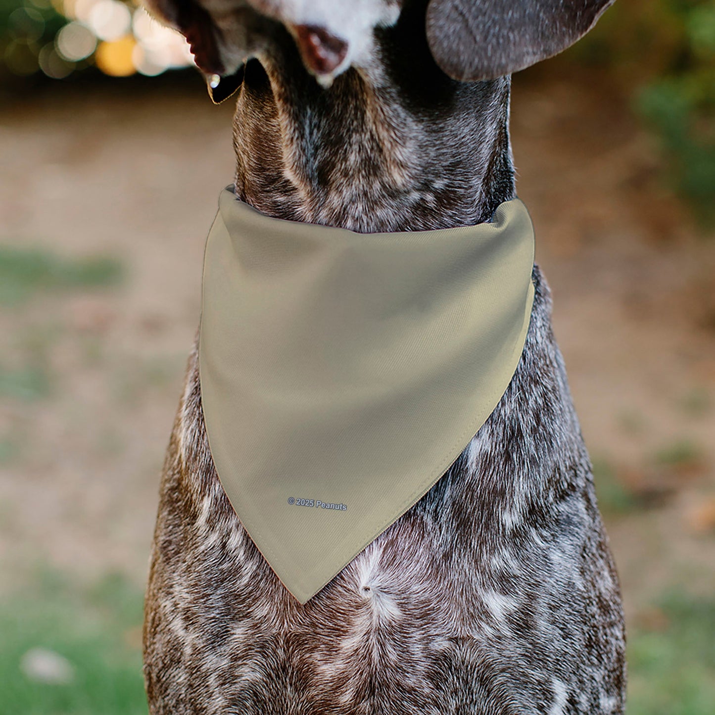 Pet Bandana - Peanuts Snoopy ALL AMERICAN RODEO CLUB Pose Beige/Red/Blues